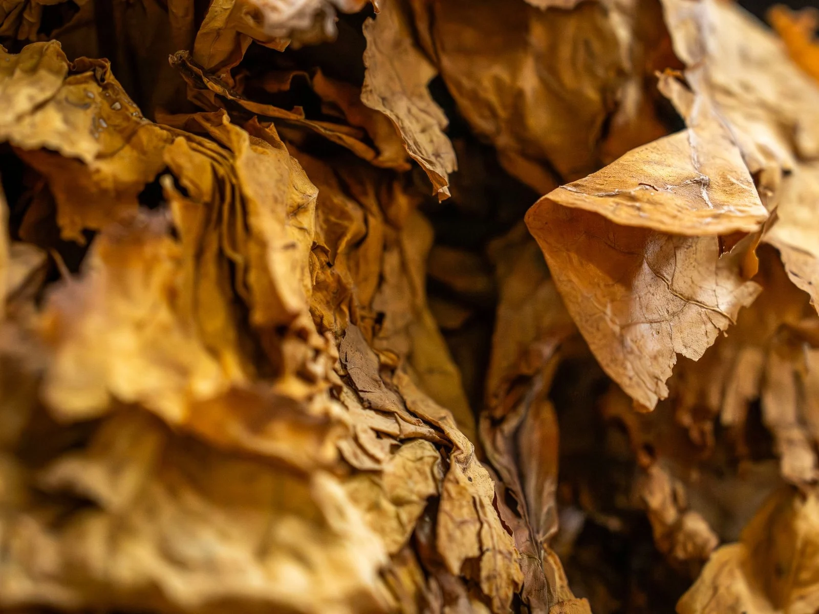 Feuilles de tabac séché en gros plan, nuances de miel et d'ambre, matière brute des parfums au tabac